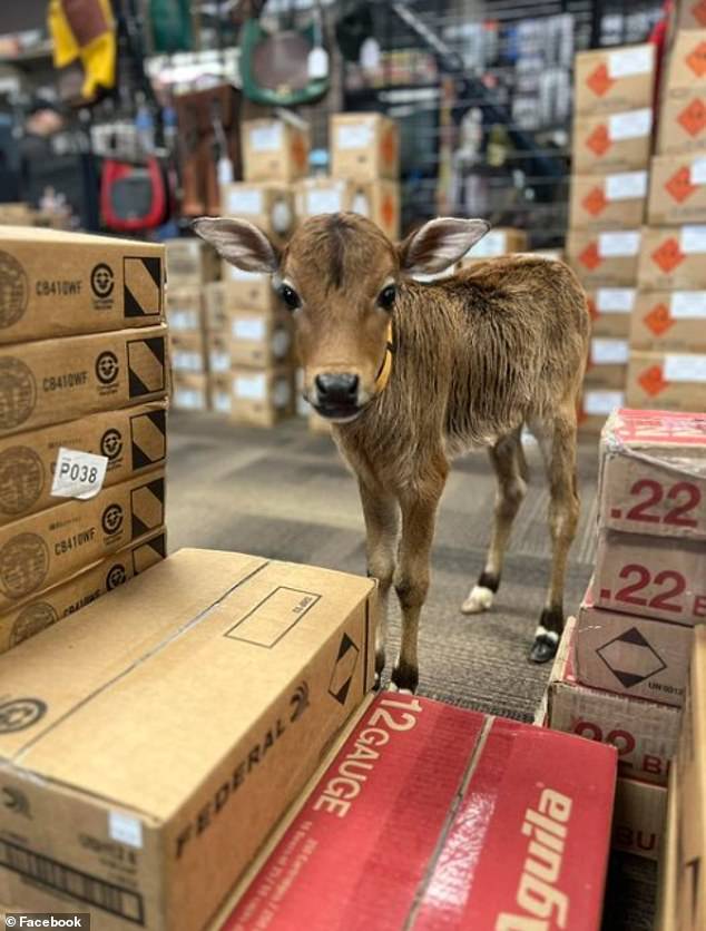 Hendsbee, owner of A&G Shooting in Fairfield, told FOX 22 Bangor that the baby calf was cold, shivering and in the mud when he and his wife found him.