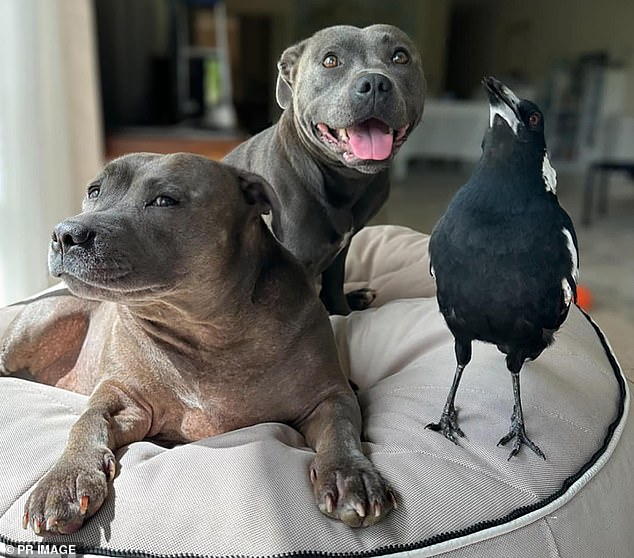 Molly the magpie is pictured with her best friends Peggy and Ruby, Staffordshire bull terriers