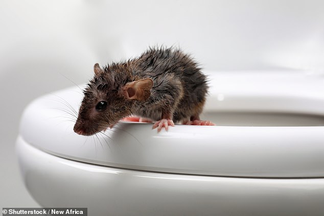 The 76-year-old from Canada tried to quickly remove the rodent but suffered bites on two of his fingers and was rushed to hospital for treatment (stock image)