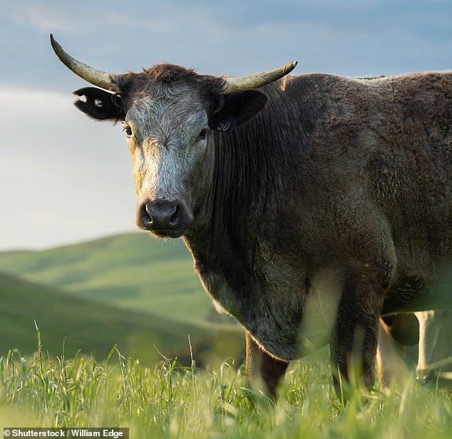 Man dies after being gored by a rampaging bull on