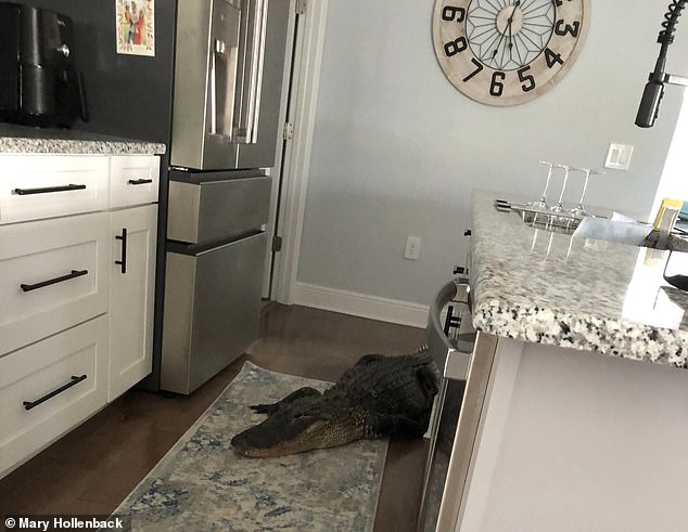 The alligator wandered into her kitchen looking for a meal while she wondered how to get it out