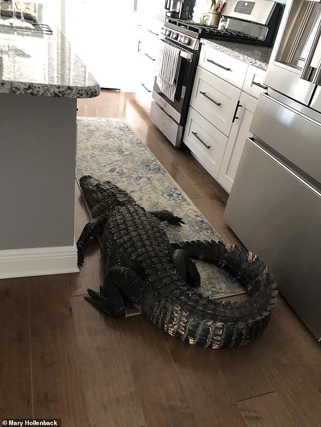 Mary Hollenback was confronted by an 8-foot alligator that lurched through her home