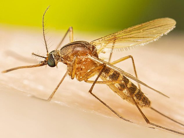 Murray Valley encephalitis virus was detected for the first time this year in mosquitoes in Western Australia's Pilbara region (file photo)