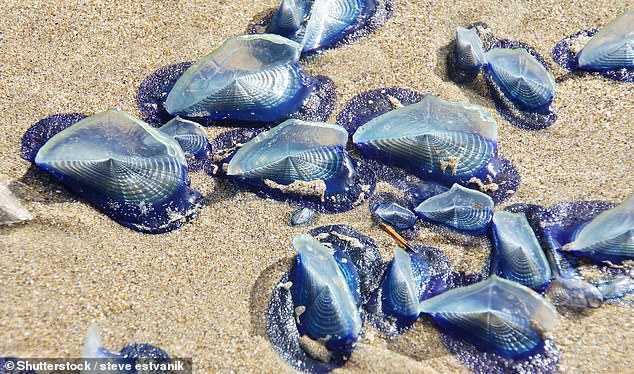 The creatures, known as Velella Veellla, or 