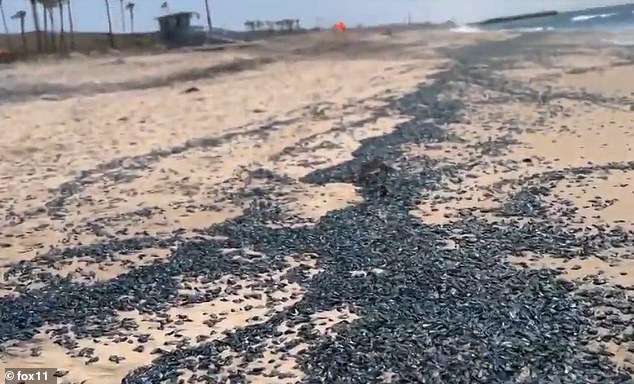 Mysterious blob-like sea creatures washed up along the coastline of Southern California