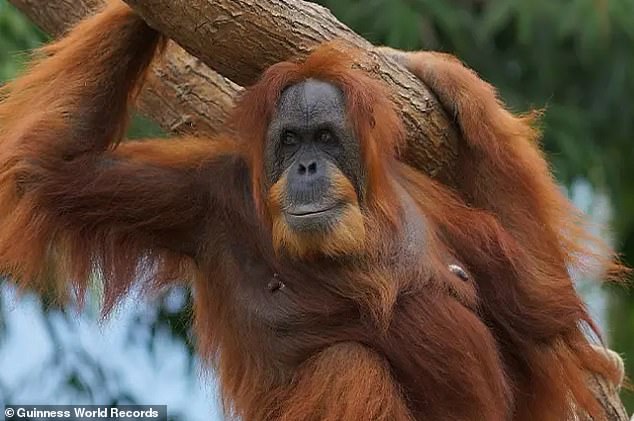 Normally, orangutans living in the wild live about 35-40 years, while those living in captivity can live to be about 50 years.  In the photo: Bella in 2015