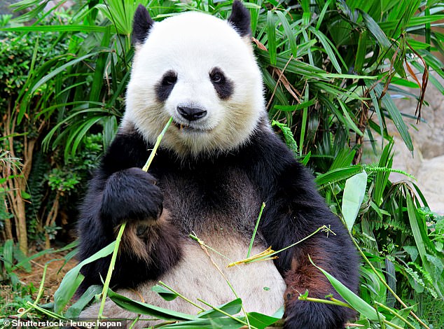 Originating from forests nestled in mountain ranges throughout China, the iconic giant panda has long fascinated the world with its distinctive black and white fur (stock image)