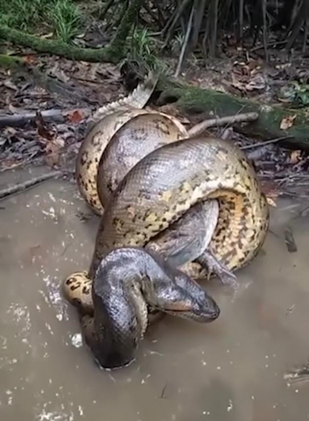 The reptiles are intertwined, half submerged in the water, while the snake strangles its victim