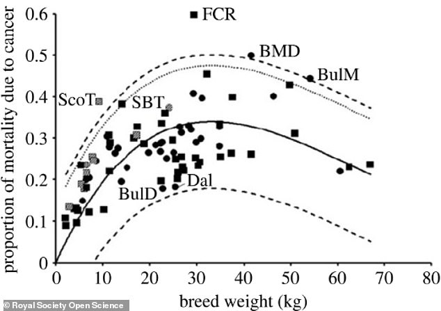 In the flat-coated retriever (FCR), the mortality rate from cancer is significantly higher (approximately 60 percent).  The Bernese Mountain Dog (BMD) has a risk of about 50 percent, while the Bull Mastiff (BulM) has about 45 percent and the Staffordshire bull terrier (SBT) and Scottish terrier (ScoT) about 40 percent.  Breeds with low cancer rates include bulldog (BulD) and dalmatian (Dal)