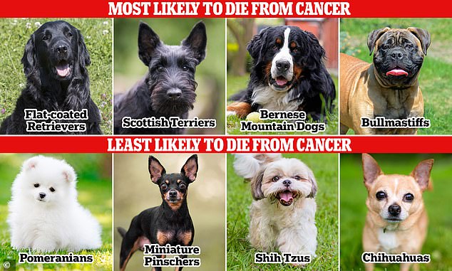Overall, medium-sized dogs have a higher risk of developing cancer than the very largest or smallest breeds, study found