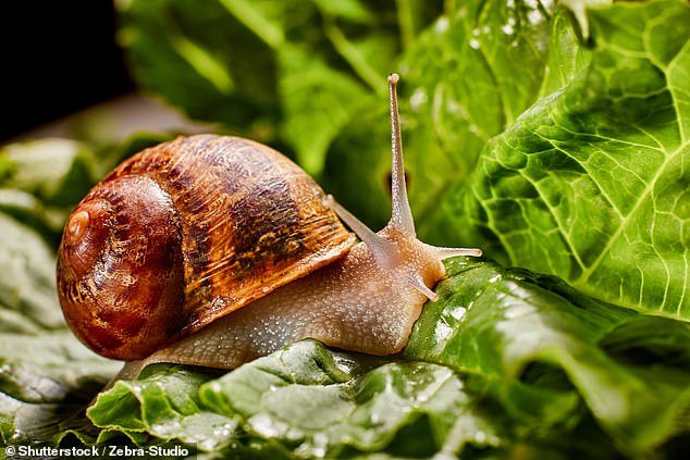 Royal gardener Jack Stooks has revealed four ways to remove slugs and snails from your garden as the gardening season begins
