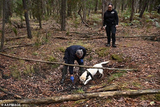 A cadaver dog digs for clues during the hunt for Samantha Murphy