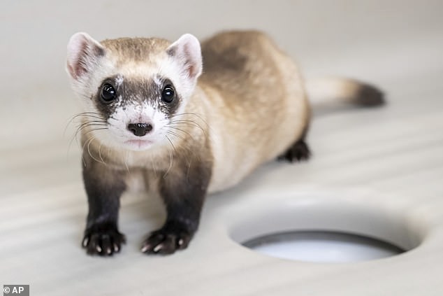 Scientists from the U.S. Fish and Wildlife Service have successfully cloned two hind-legged ferrets, which they hope to breed when they reach full maturity later this year.  In the photo: Noreen