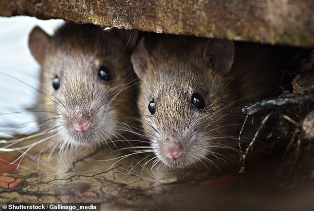 Archaeologists have unearthed two rodents and stomach and hair samples are being tested for signs of the plague in Finland (Stock Image)