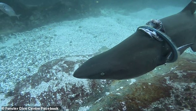 The 1.6 meter long shark had a large part of its skin cut out by the plastic ring