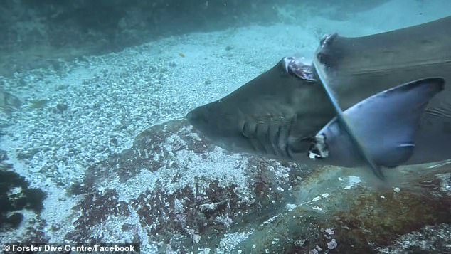 The female juvenile gray nurse shark was spotted swimming in the waters of Seal Rocks, on the NSW north coast, by the Forster Dive Center on March 24.