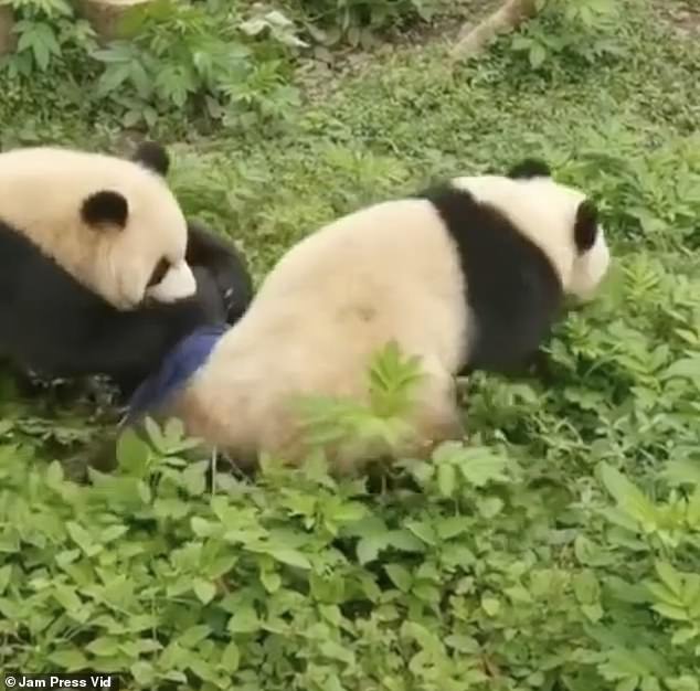 Shocking Moment PANDAS Attack Zookeeper In Front Of Screaming Onlookers