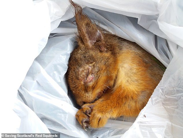 A red squirrel has been found dead from the disease in the Highlands.  The squirrel showed the characteristic features of the disease, including sores and scabs around the eyes and mouth