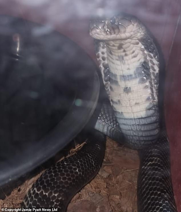 This is the dealy Indochinese Spitting Cobra that Marius Joubert used to commit suicide by a snake putting its hand in the tank to get a fatal bite in South Africa