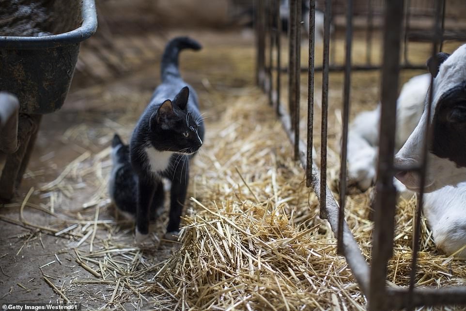 A cat depicted in close contact with dairy cows.  Three domestic cats on an infected Texas dairy farm have died after contracting H5N1 (stock image)
