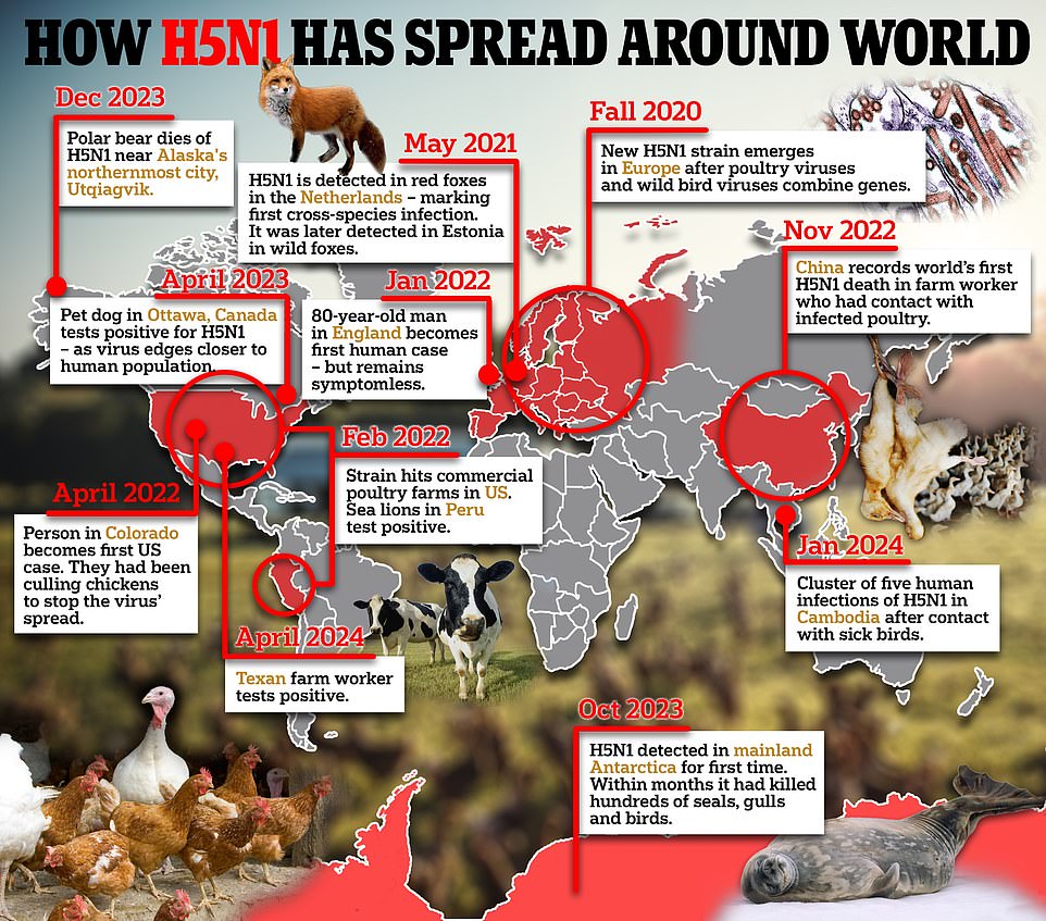 The bird flu that infected Texas farm worker has mutated