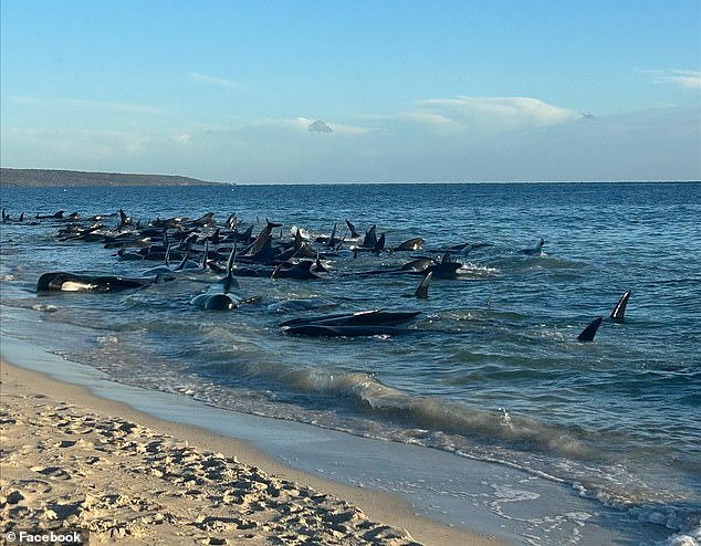 Rescuers are currently conducting a desperate rescue operation after a mass stranding of between 50 and 100 pilot whales on a beach in Western Australia