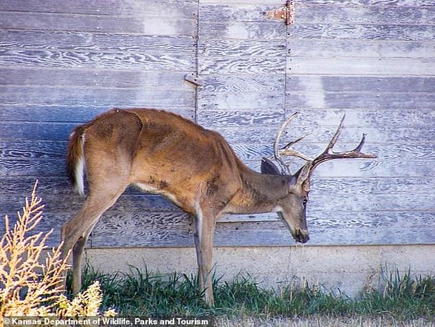 Because CWD is so contagious, when one deer is confirmed to have died from it, an entire herd is infected.  Pictured: A deer in Kansas showing signs of CWD