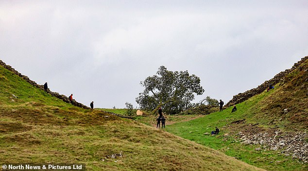 The Sycamore Gap was voted English Tree of the Year in 2016