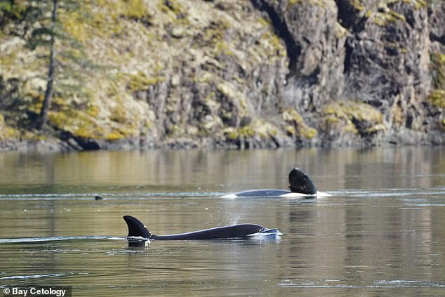 Kwiisahiş was swimming in circles near her mother's body when she died two hours after being stranded on a Canadian lagoon (pictured)