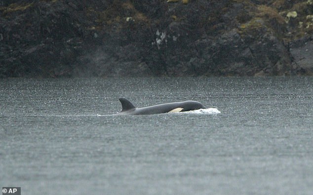 The orphan orca (pictured) has refused to leave the lagoon despite efforts by rescuers to lure her out using metal oikomi pipes that echo in the water to herd whales.