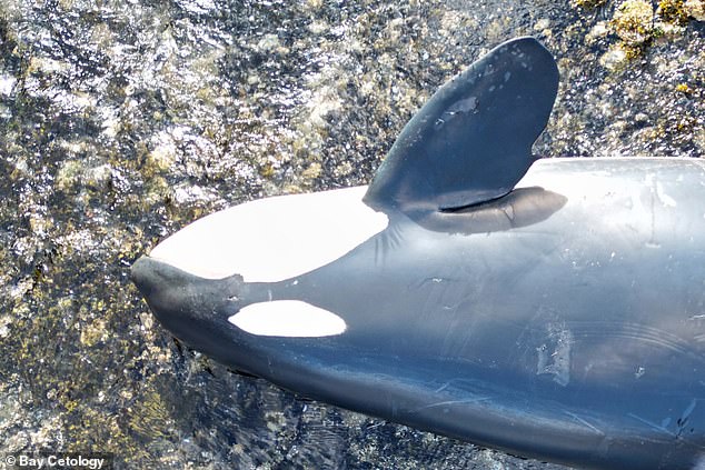 The calf's mother, Spong, (pictured) died after becoming stranded in the lagoon in what rescuers said was a mistimed attack.  An autopsy revealed that Spong was pregnant when she died