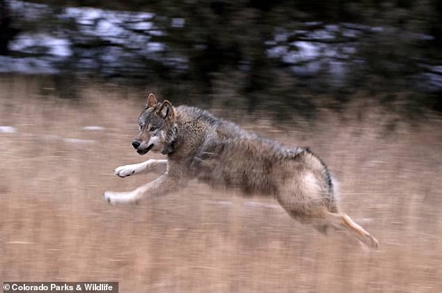 In February, ranchers in Wyoming became concerned about the presence of the wolves after they were released near the state line