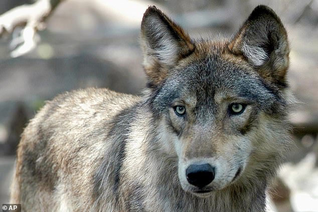 In the state of Colorado, it is illegal for the general public to hunt or kill wolves because they are protected by the federal government