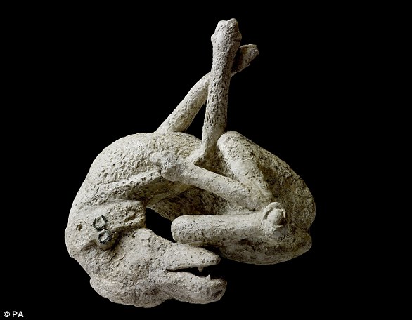 A plaster cast of a dog, from the House of Orpheus, Pompeii, 79 AD. Around 30,000 people are believed to have died in the chaos, and bodies are still being found to this day.