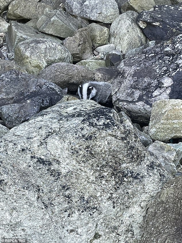 A video taken by Inspector Hogben shows how the badger cub was initially seen hiding behind the rocks