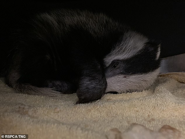 The badger gets some well-deserved rest after his ordeal