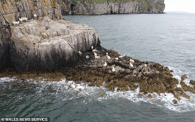 The group of 19 Llandudno goats had been stranded in an area known as Austin's Rock for at least four days.