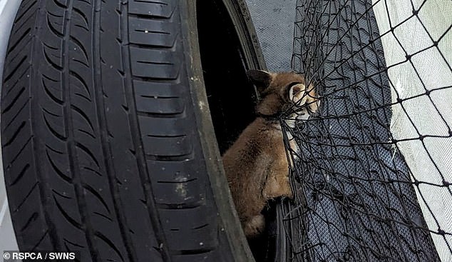 The RSPCA called for the scrapping of sports nets after two fox cubs became entangled in a cricket net in Stanmore on Monday.