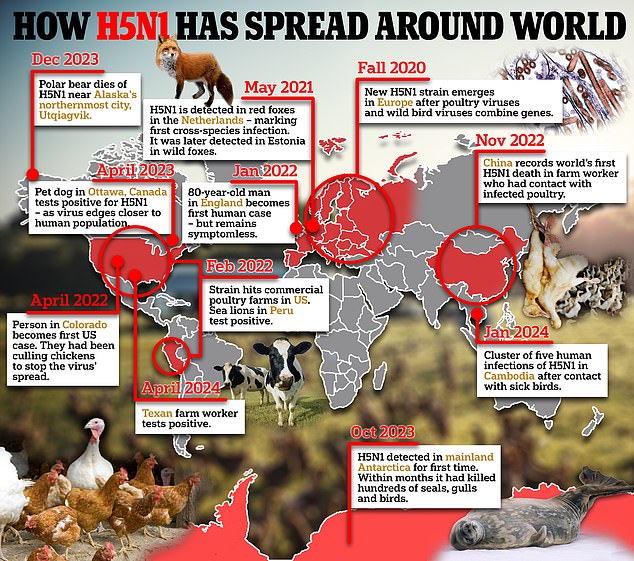 1714575680 979 USDA begins testing ground beef supply for BIRD FLU as