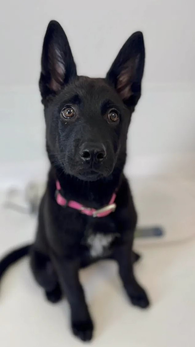 The black German Shepherd is now available for adoption at the Fresno Animal Center