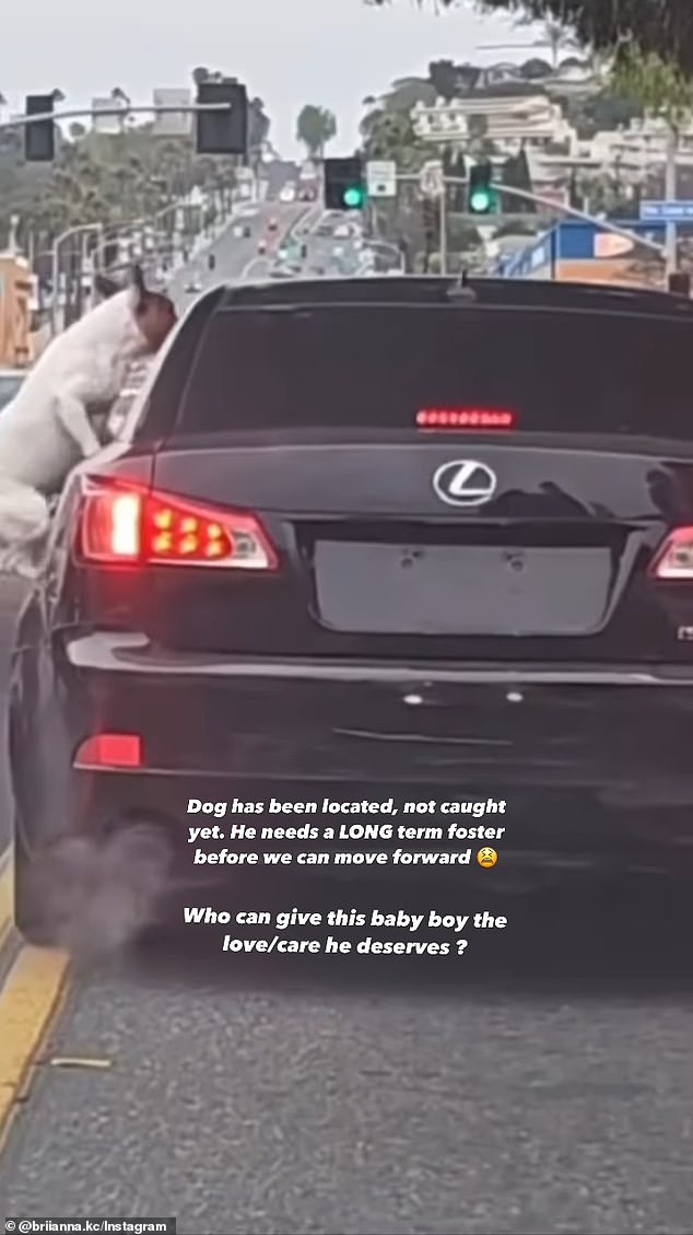 An onlooker captured the moment the dog owner threw the dog out of his Lexus and drove away