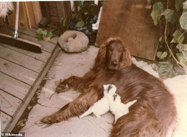 Romney was charged with animal cruelty for crating his Irish setter Seamus (pictured) and attaching it to the roof of his car during a 12-hour drive to Canada for a family vacation in 1983. Seamus suffered from vomiting during the trip. diarrhea.