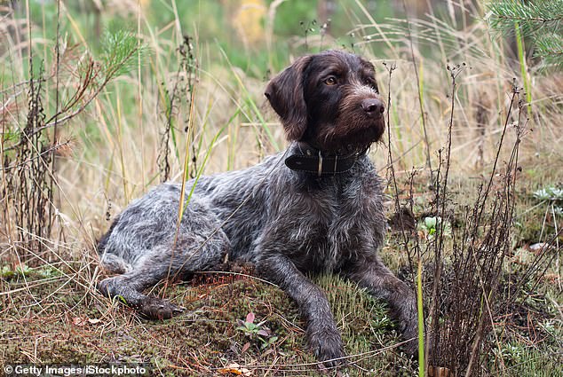 Cricket was a wire-haired pointer (pictured) who had an 