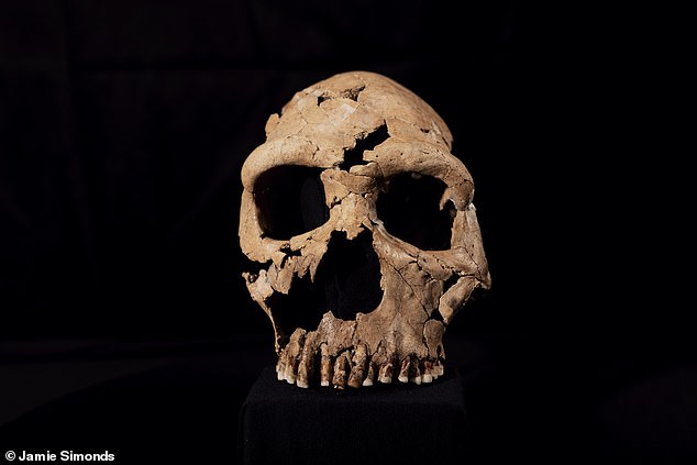 The rebuilt skull was surface scanned and 3D printed, forming the basis of a reconstructed head created by leading paleoartists and identical twins Adrie and Alfons Kennis, who built up layers of fabricated muscle and skin to reveal a face.