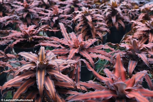 The imaginary plant is also not called Cryptanthus bivittatus, as one LinkedIn user and others claimed, which is actually a name taken from a real species that looks nothing like a cat (photo)