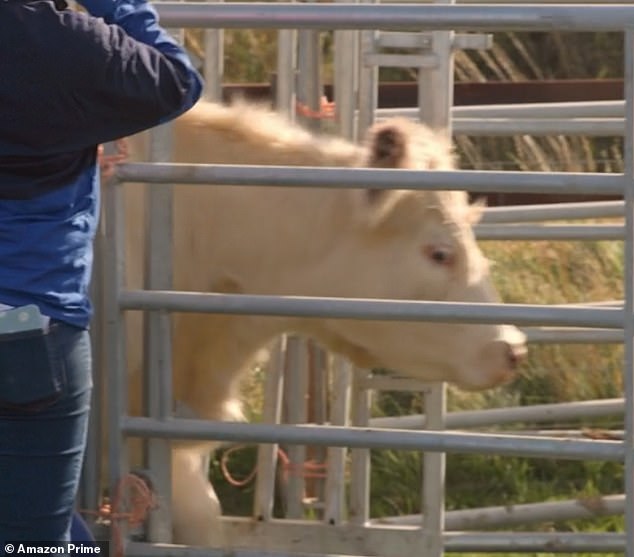 He reveals in the first episode of the new series that he can no longer afford to keep all his cows after West Oxfordshire District Council told him he must close his newly opened restaurant.