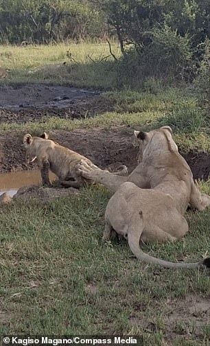 This was captured in February by safari guide Kagiso Magano in the Madikwe Game Reserve