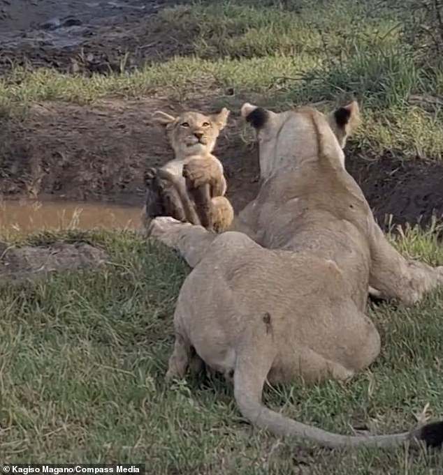 In a moment of comic perfection, the youngster managed to roll around on his backside with a look of disbelief at the betrayal after being pushed