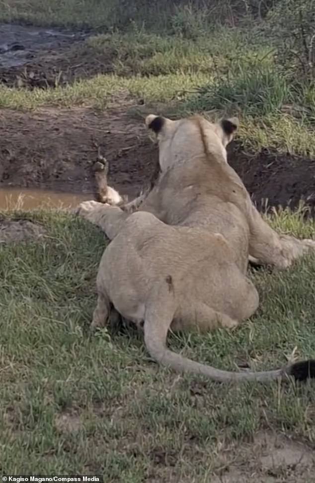 The contented lioness watched as her cub disappeared from view into the ridge below