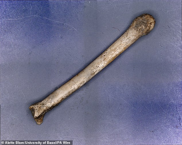 Researchers have found evidence suggesting that our native rodents once served as an important host for the Mycobacterium leprae strains that cause leprosy in humans.  Pictured: A squirrel bone found in Winchester